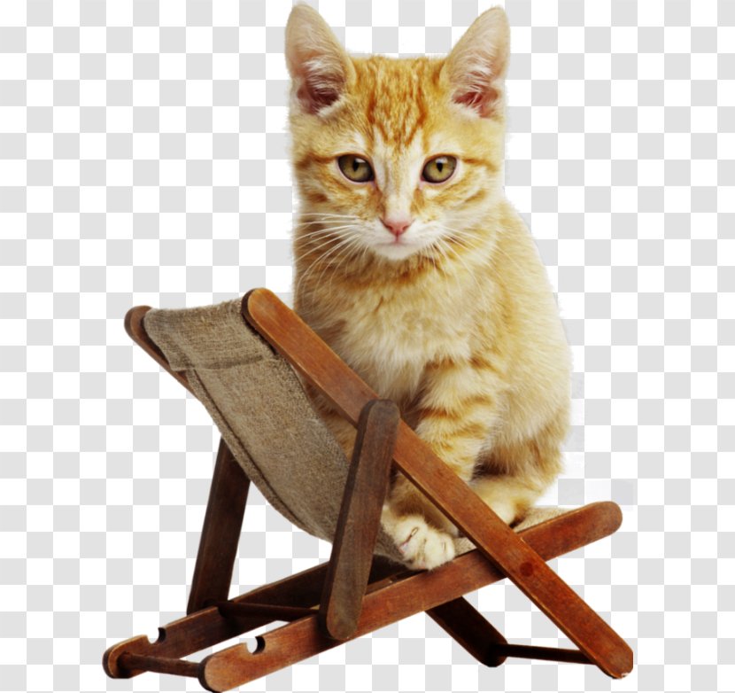 Kitten Cat Laptop High-definition Television Wallpaper - Highdefinition - On A Beach Chair Transparent PNG