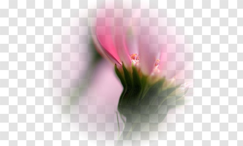 Desktop Wallpaper Centerblog Landscape - Blossom Transparent PNG