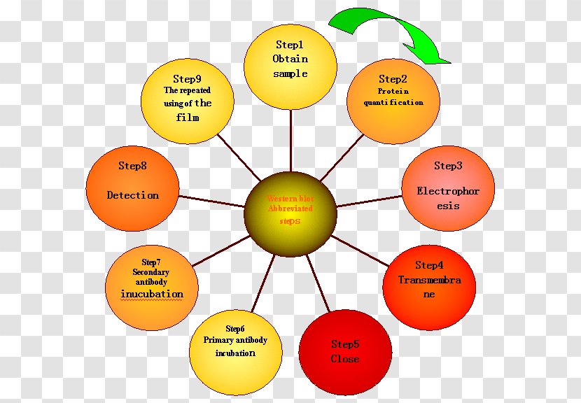 Lean Manufacturing Spanish SAP ERP Business Information - As A Second Or Foreign Language - Blot Vector Transparent PNG