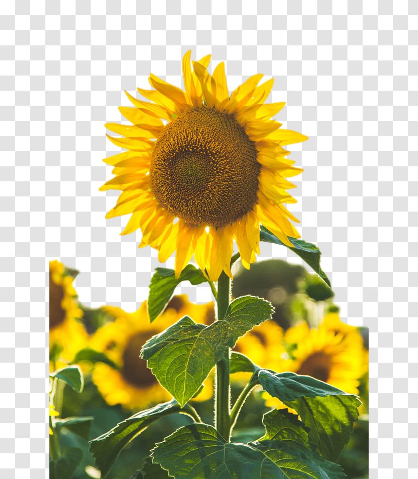 Stock.xchng Common Sunflower Image Photograph - Flower - Annual Plant Transparent PNG