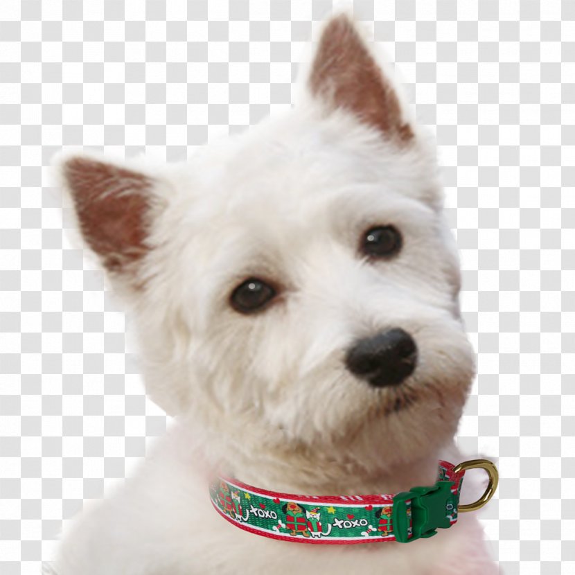 West Highland White Terrier Dog Breed Rare (dog) Companion Collar - Red Transparent PNG