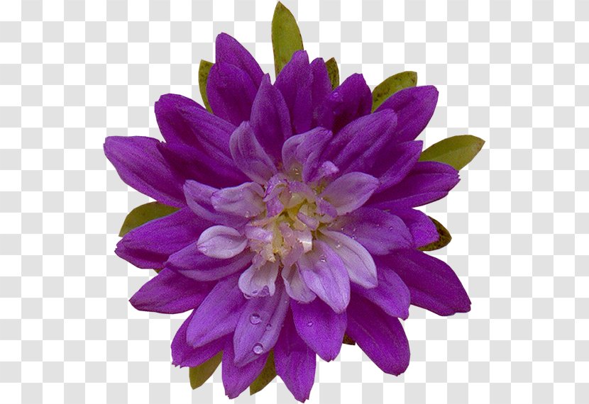 Flowering Plant Annual Violet - Petal Transparent PNG