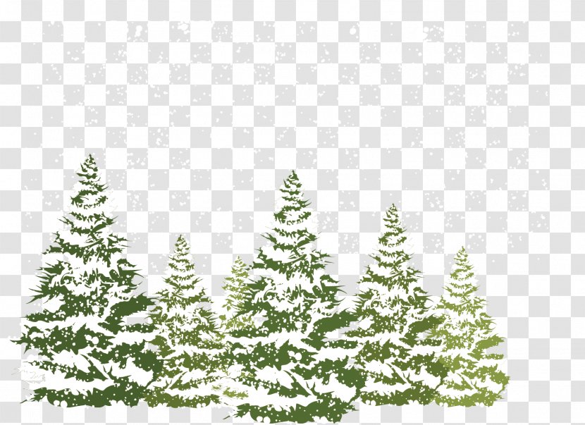 Pine Fir Spruce Snow - Winter Transparent PNG