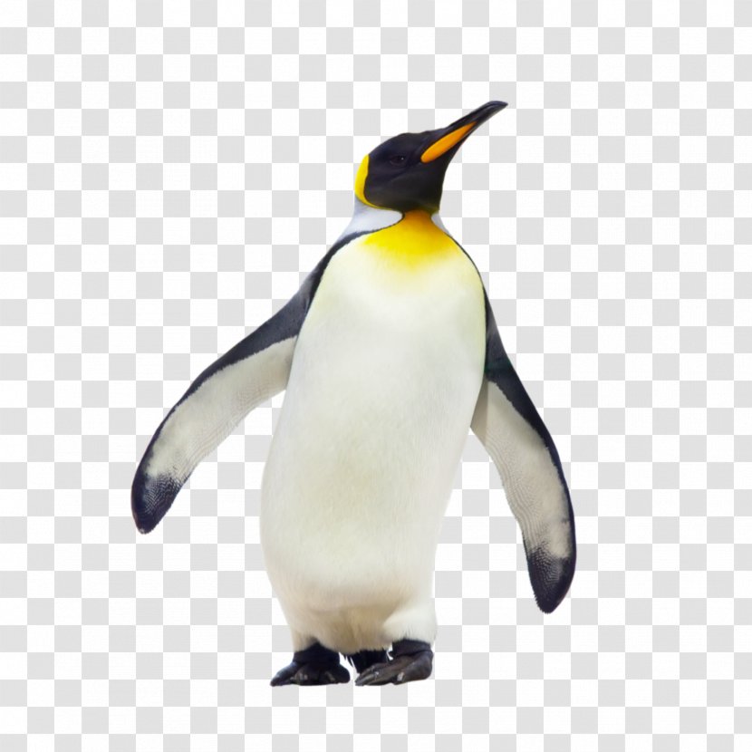 Geography: Physical And Human Environments CfE Higher Geography Course Notes How To Pass Penguin Cfe Grade Booster - Knowledge Transparent PNG