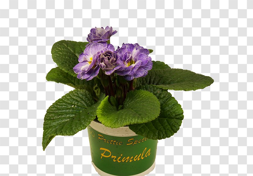 Primrose Flowerpot Violet Geraniums Nursery Transparent PNG