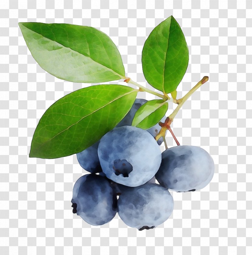 Blueberry Pie Bilberry Berries Smoothie - Prunus Spinosa - Tree Transparent PNG