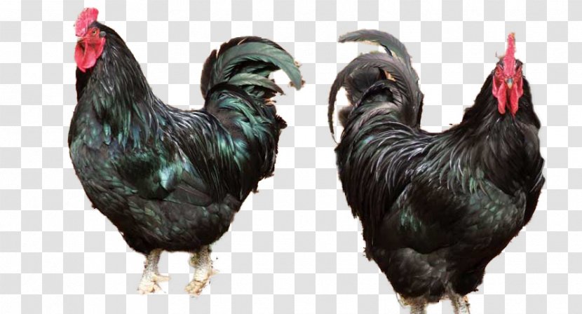 Rooster Ayam Cemani Silkie Java Chicken Broiler - Galliformes - Fresh Transparent PNG