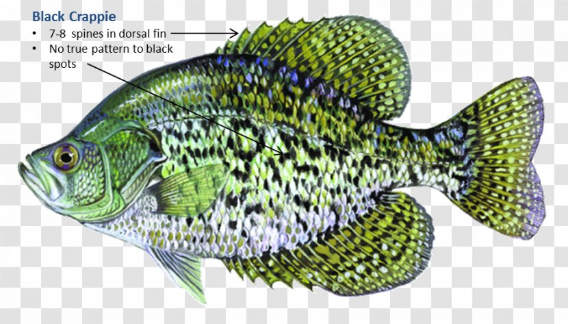 Black Crappie White Rainbow Trout Largemouth Bass - Jump Out Of The Water Transparent PNG