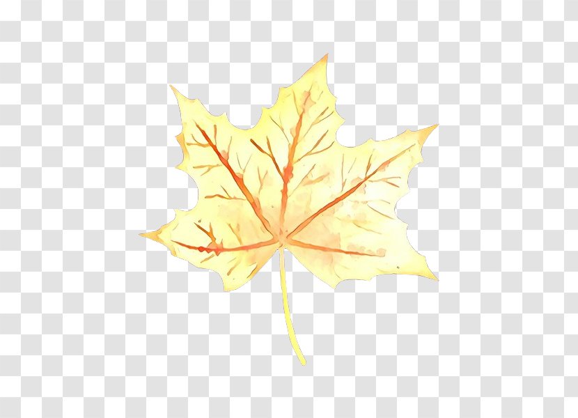 Maple Leaf - Deciduous Flowering Plant Transparent PNG