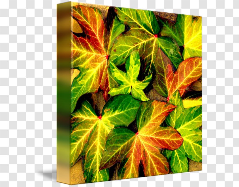 Photograph Art Canvas Maurisca Imagekind - Heart Autumn Transparent PNG
