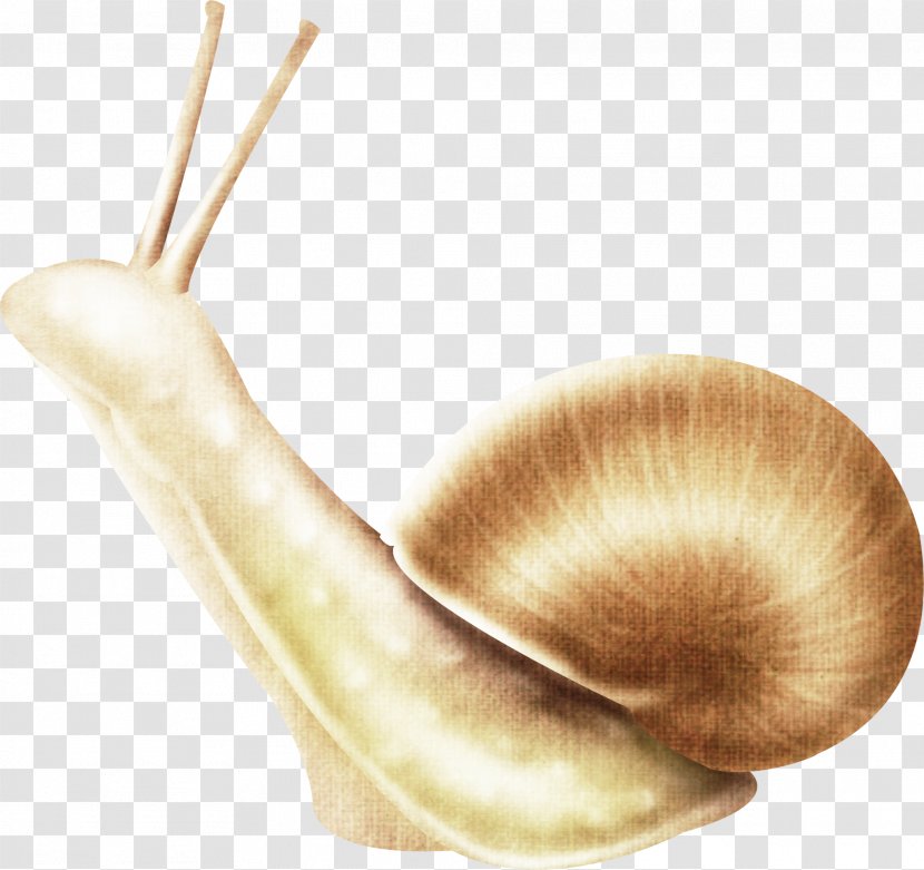 Snail Insect Gastropods Slug Clip Art - Invertebrate Transparent PNG