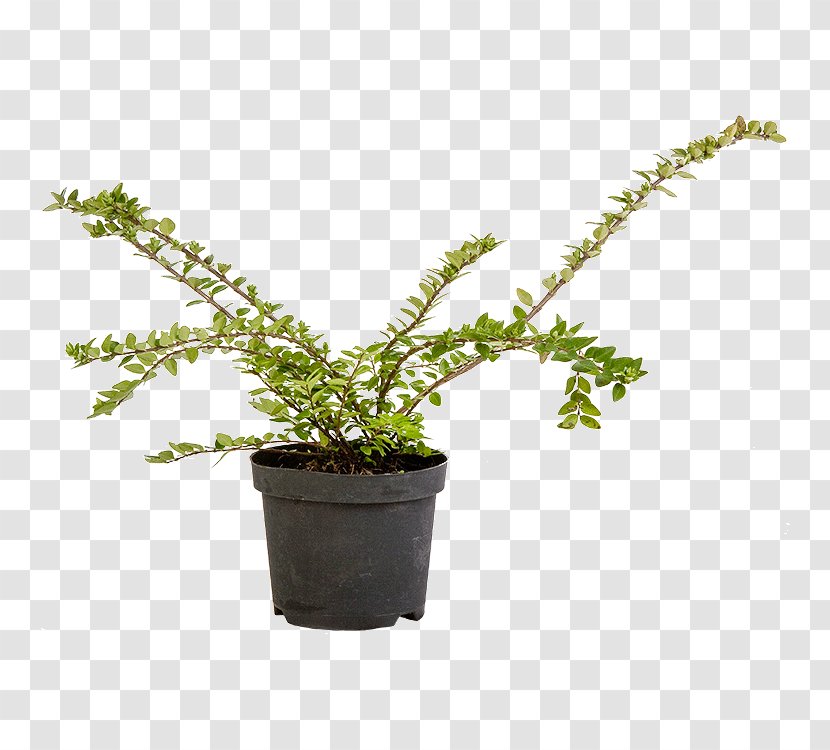 Lonicera Nitida Flowerpot Shrub Evergreen Houseplant - Leaf - Centimeter Transparent PNG