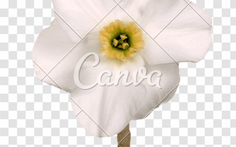 Petal Cut Flowers Flowering Plant - Fivestar Praise Cashback Photos Transparent PNG
