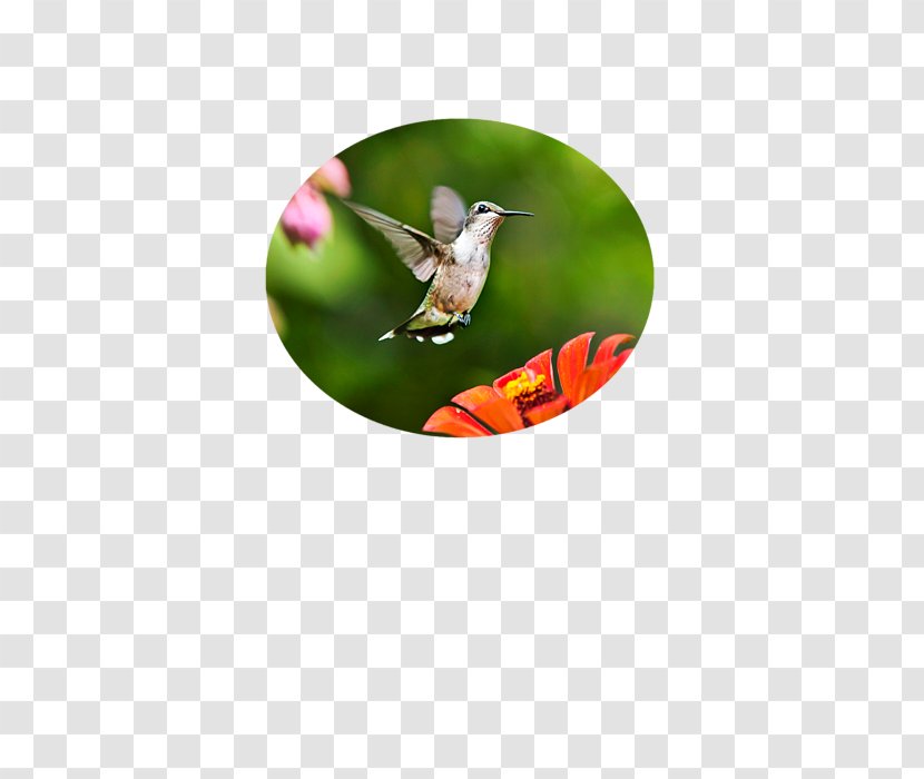 Ruby-throated Hummingbird Photography - Pollinator - Shimmering Transparent PNG