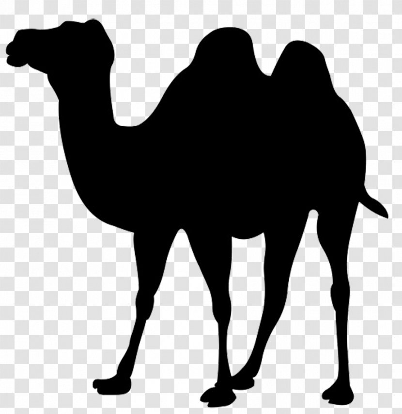 Bactrian Camel Dromedary Clip Art - Photography - Silhouette Transparent PNG