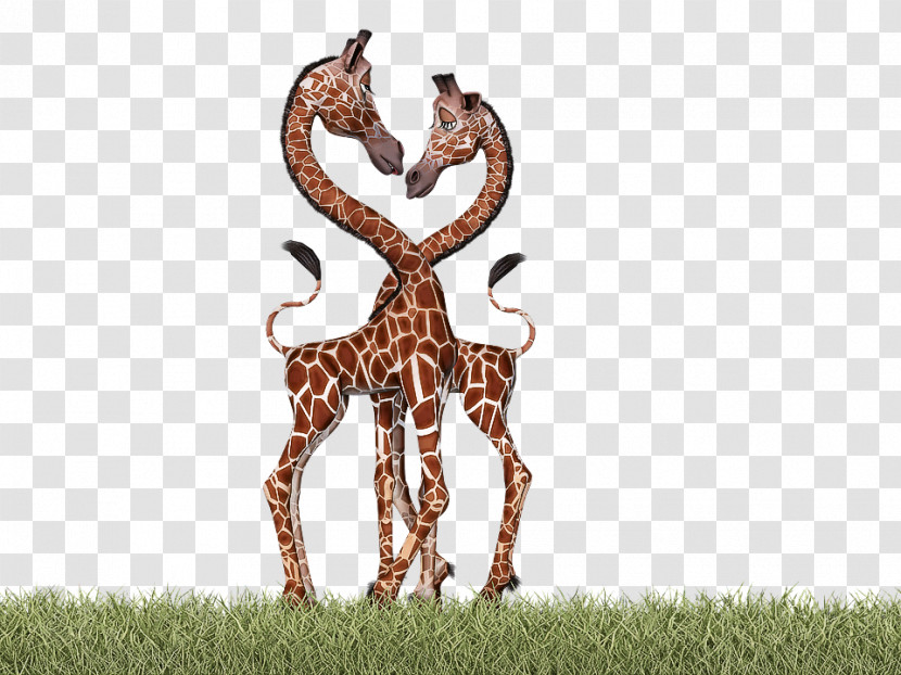 Giraffe Wildlife Giraffidae Grass Antelope Transparent PNG