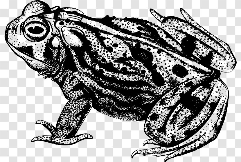 Frog Photography Clip Art - Amphibian Transparent PNG