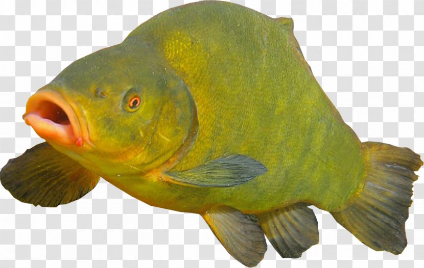 Goldfish Angelfish - Bony Fish Transparent PNG