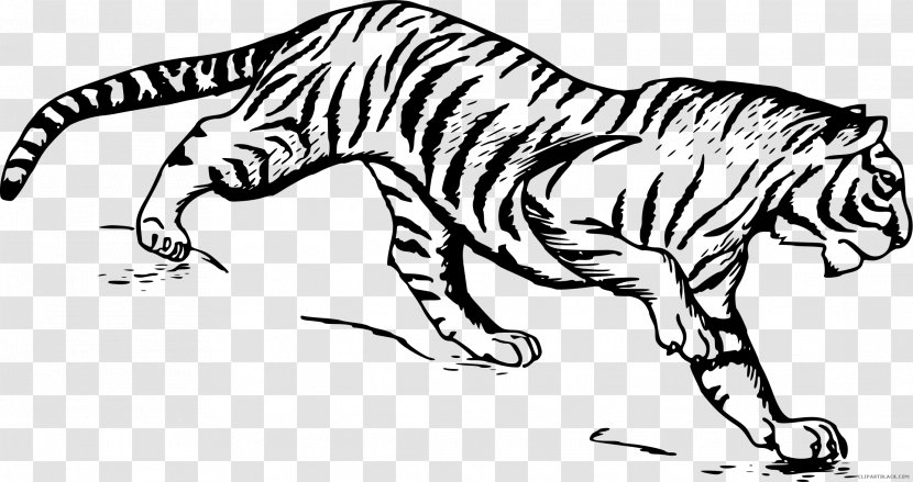Drawing Line Art Sketch - Cat - White Tiger Transparent PNG