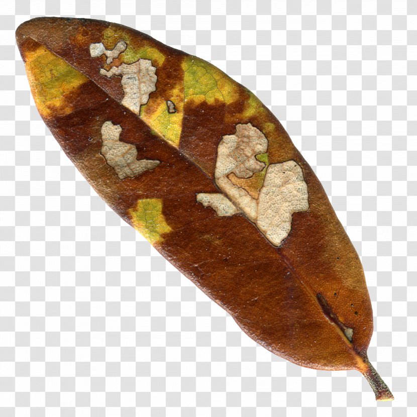 Leaf - Flyer Transparent PNG