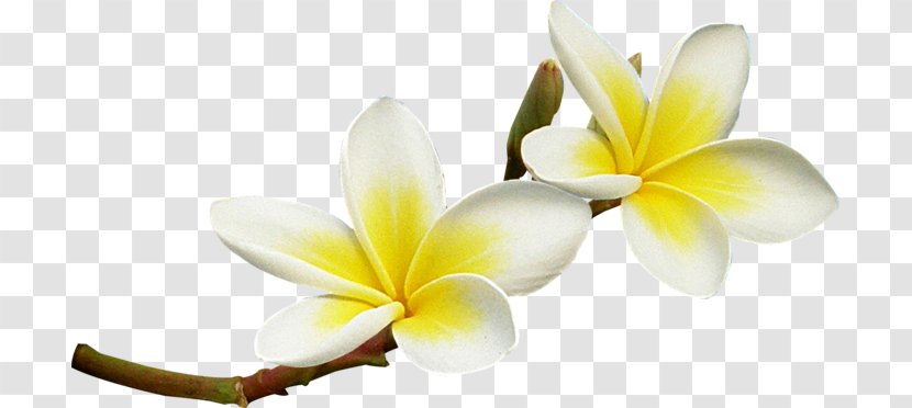 Flower Frangipani Clip Art - Tulip Transparent PNG