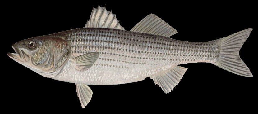 Striped Bass Printing Printmaking Art - Bony Fish Transparent PNG