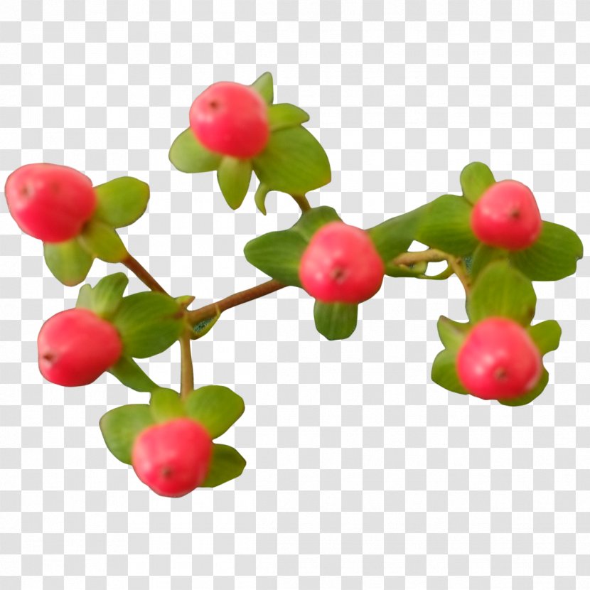 Pink Peppercorn Food Lingonberry Fruit - Acerola Family - Small Chrysanthemum Transparent PNG