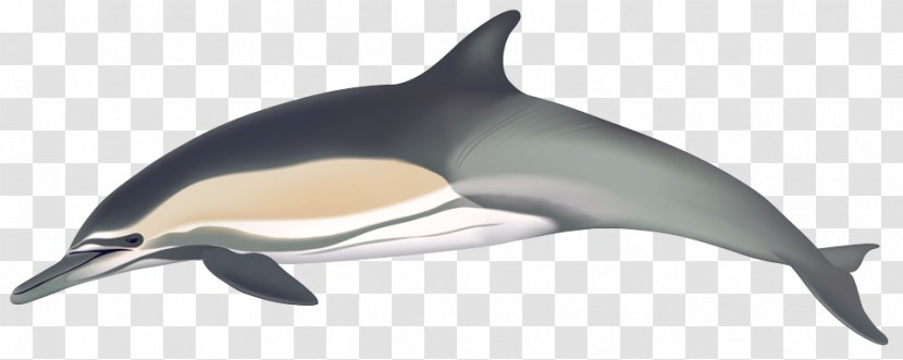 Short-beaked Common Dolphin White-beaked Bottlenose Long-beaked - Whale Watching Transparent PNG