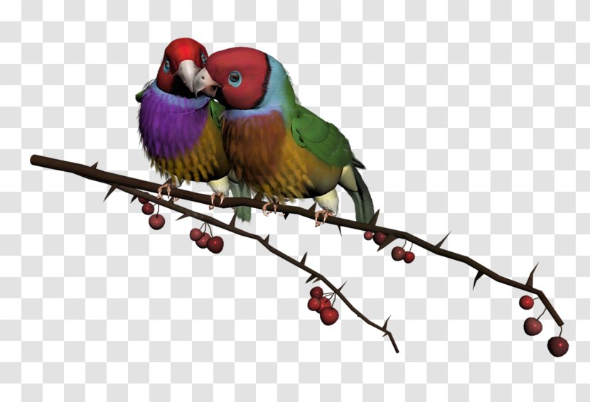 Lovebird Wish Clip Art Morning - Macaw - Bird Transparent PNG