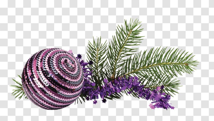 Christmas Day - Pine Family - Spiral Transparent PNG