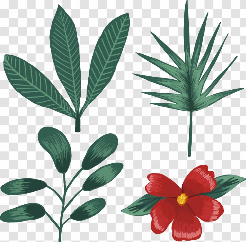 Euclidean Vector Tropics - Leaf - Tropical Plants Transparent PNG