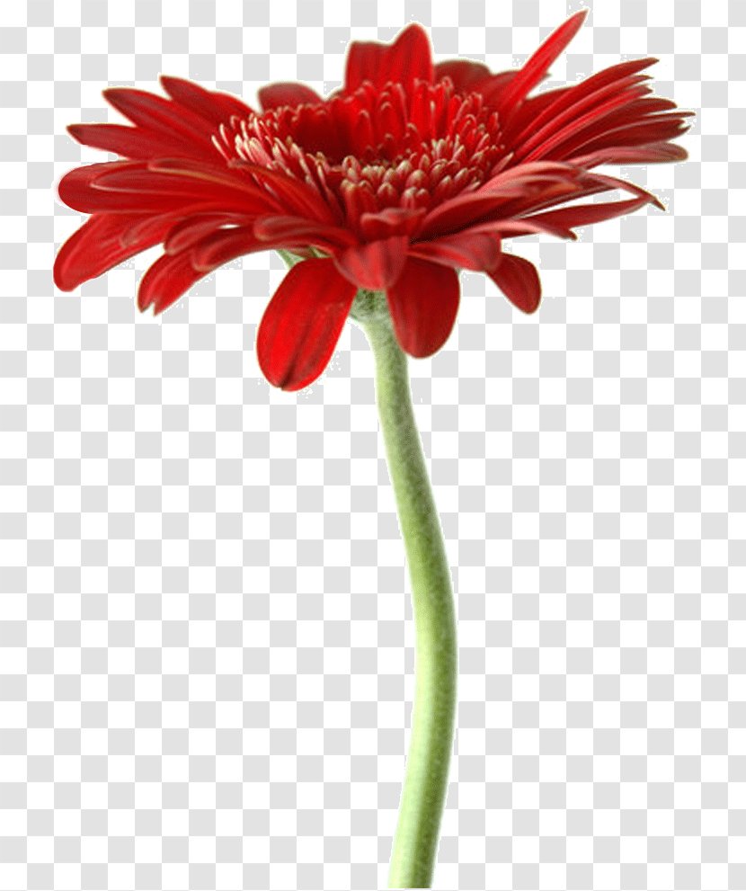 Transvaal Daisy Floristry Cut Flowers Artificial Flower - Rajab Transparent PNG