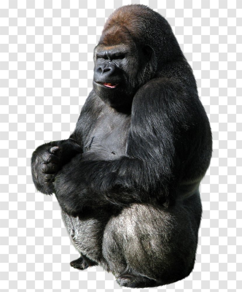 King Kong Western Gorilla Donkey Clip Art - Snout Transparent PNG