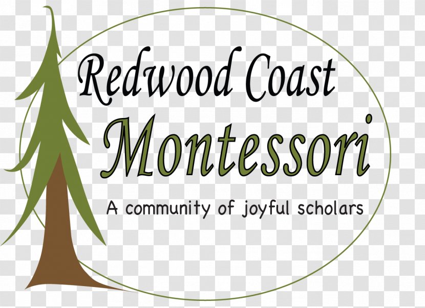 Redwood National And State Parks Eureka Montessori School Tree Redwoods - Education Transparent PNG
