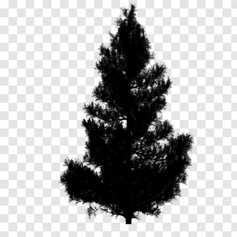Spruce Clip Art Christmas Tree Fir - Shortleaf Black - Shortstraw Pine Transparent PNG