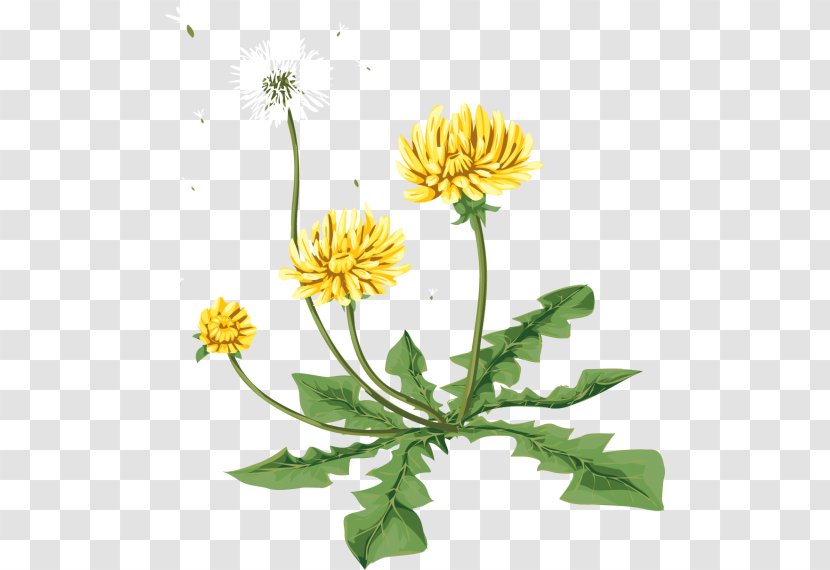 Dandelion Digital Image Clip Art - Flower Transparent PNG