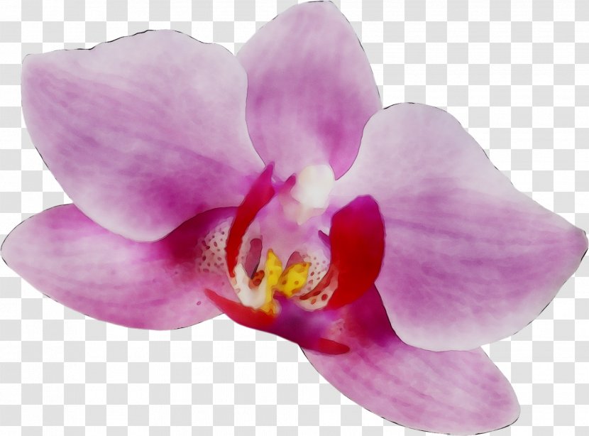 Moth Orchids Pink M RTV - Orchid - Dendrobium Transparent PNG