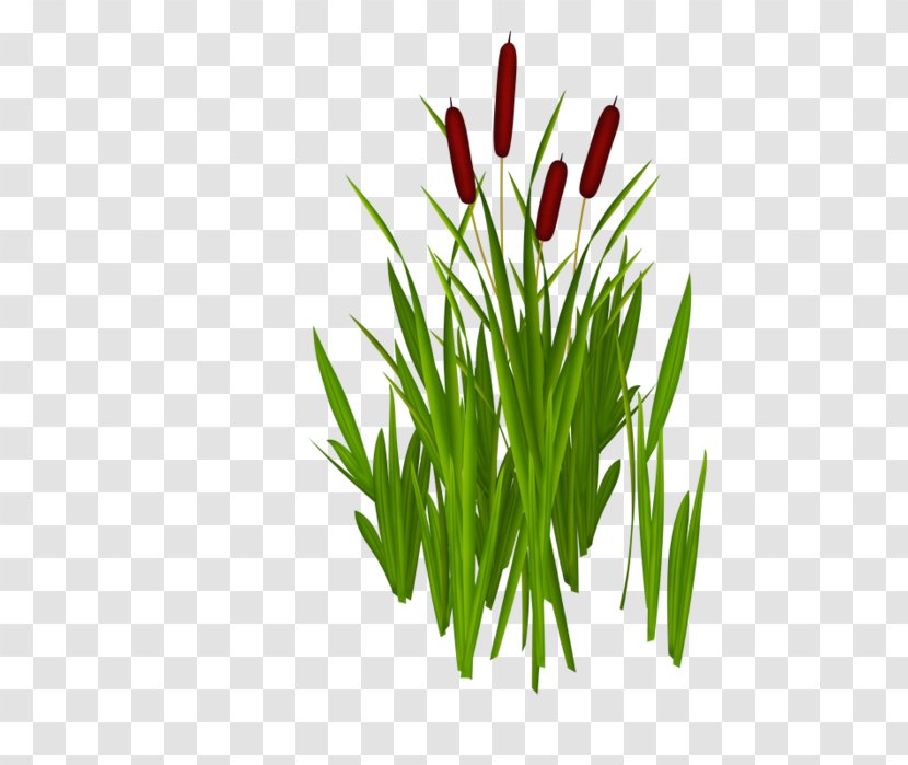 Clip Art The Ugly Duckling Grasses Fairy Tale - Animation - Reedmace Transparent PNG