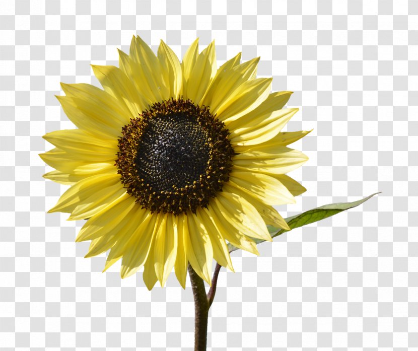 Common Sunflower Yellow Pixel Download - Tulip - Flower Transparent PNG