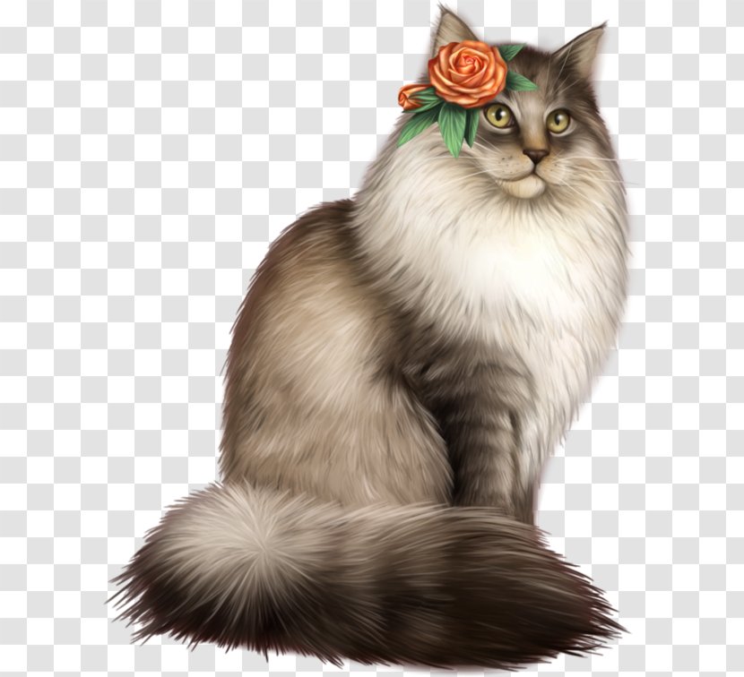 Asian Semi-longhair Nebelung Siberian Cat Maine Coon Ragamuffin - Domestic Short Haired - Borba Gato Transparent PNG