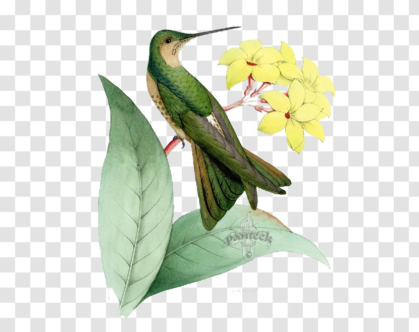 Hummingbird Euclidean Vector - Piciformes - Birds And Flowers Transparent PNG