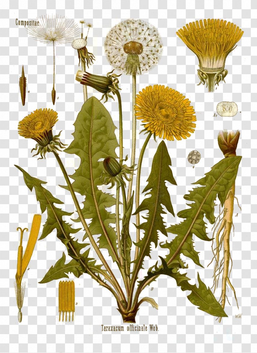 Common Dandelion Botany Botanical Illustration The - Reproduction - Taraxacum Officinale Transparent PNG