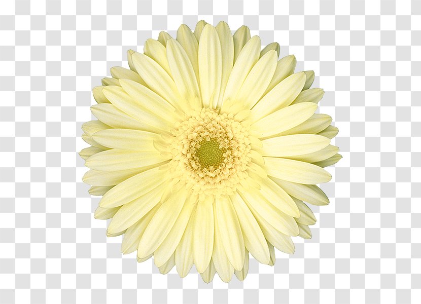 Common Daisy Oxeye Chrysanthemum Transvaal Marguerite Transparent PNG