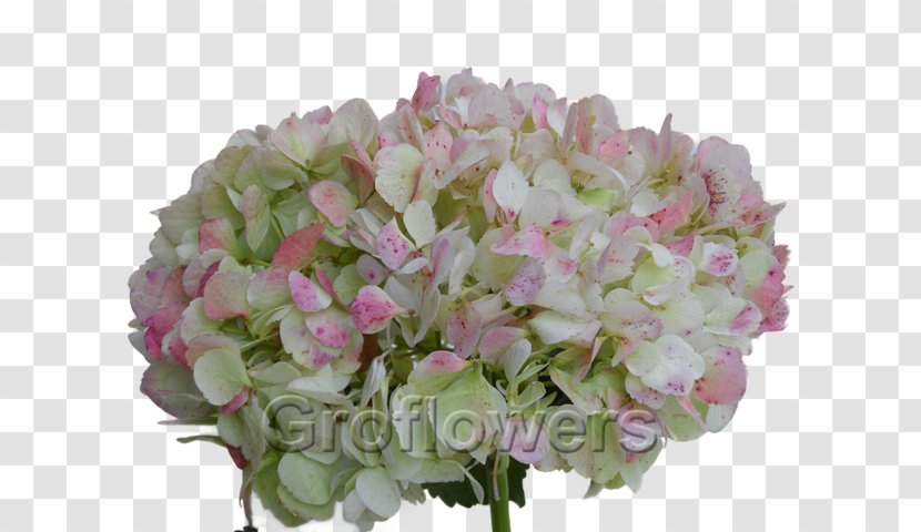 Oakleaf Hydrangea French Pink Green Rose - Lavender Transparent PNG