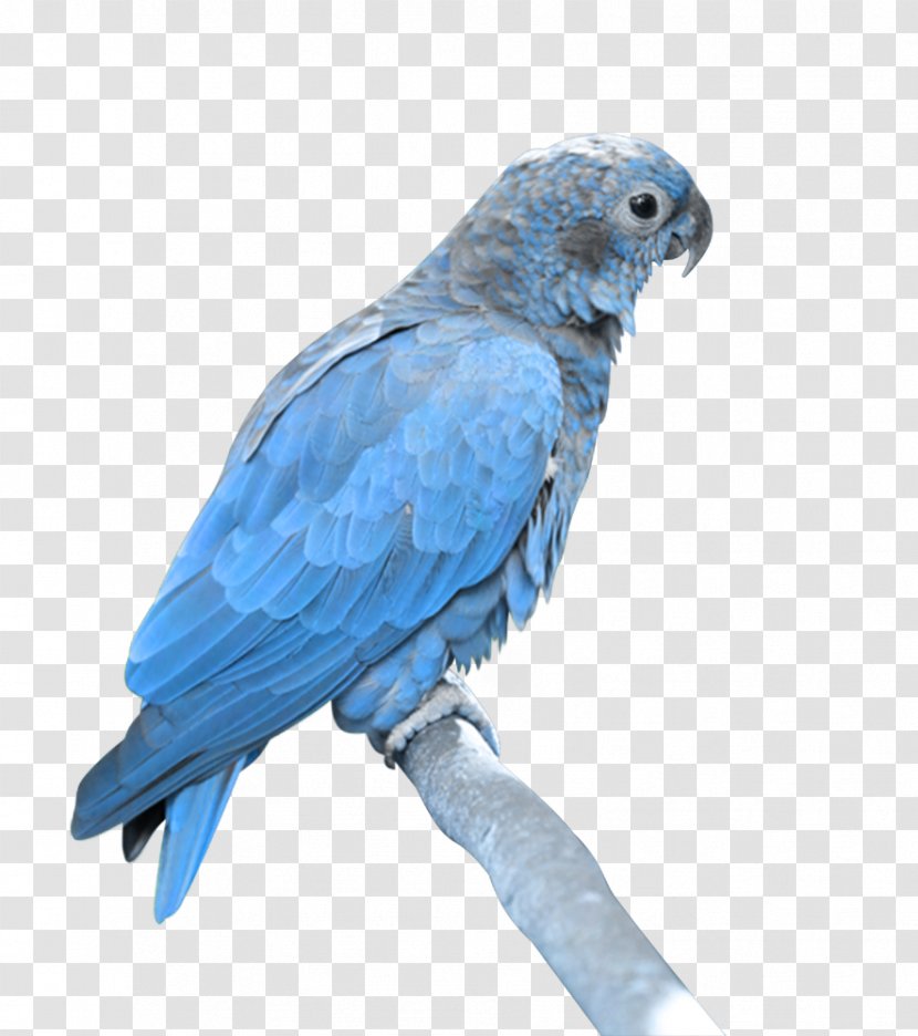 Bird Blue Parrot Beak Parakeet - Wing Macaw Transparent PNG