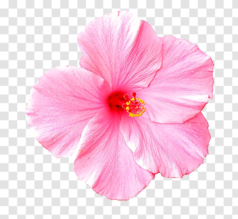 Petal Pink Flower Hibiscus Hawaiian - Chinese - Mallow Family Transparent PNG