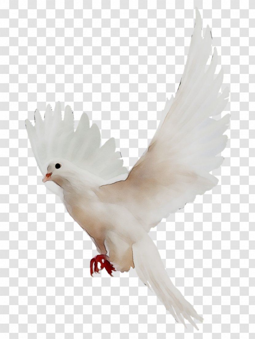 Pigeons And Doves Homing Pigeon English Carrier Racing Homer Bird - White Transparent PNG
