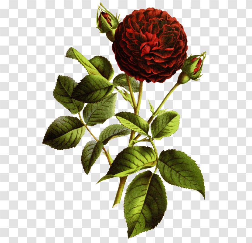 Garden Roses CorelDRAW - Rose Order - Charles Antoine Lemaire Transparent PNG
