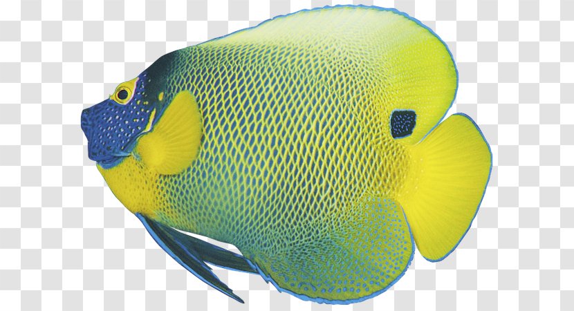 Koi Goldfish Tropical Fish - Fin Transparent PNG