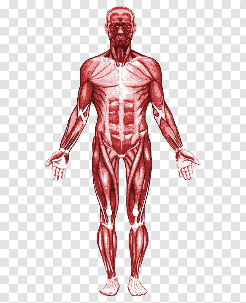 Tibialis Anterior Muscle Anatomy Calf - Cartoon Transparent PNG